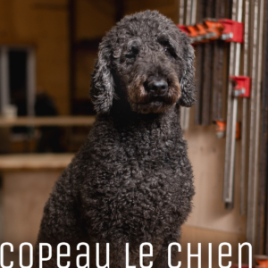 Copeau le chien doodle la mascotte de L’entreprise d'ébénisterie Le Temps des Cigales